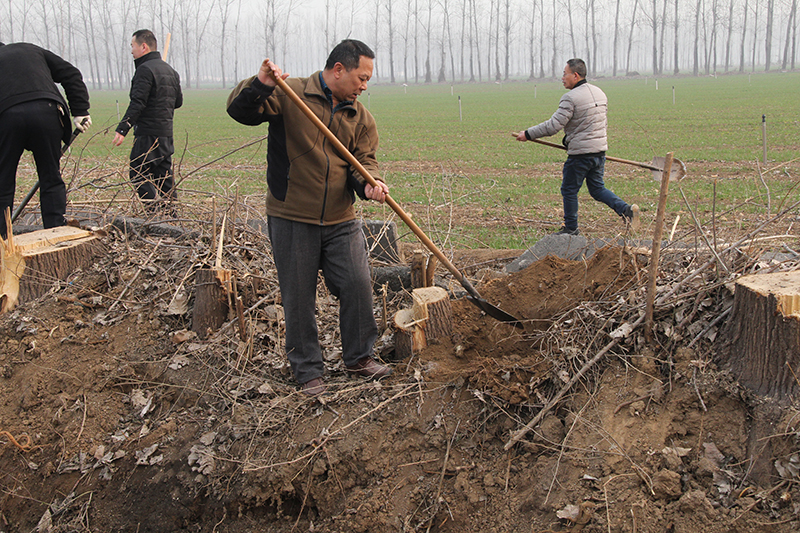 博農(nóng)集團領(lǐng)導(dǎo)、基層黨政負(fù)責(zé)人等同志積極參加植樹活動